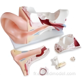 Modèle de démonstration de l&#39;anatomie de l&#39;oreille humaine